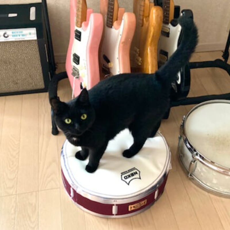 またたびロックンロール スネアドラム（クッション） | MATATABI GARAGE