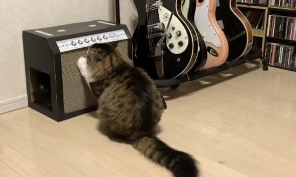 猫のまたたびページ A cat tried Matatabi for the first time and he went crazy