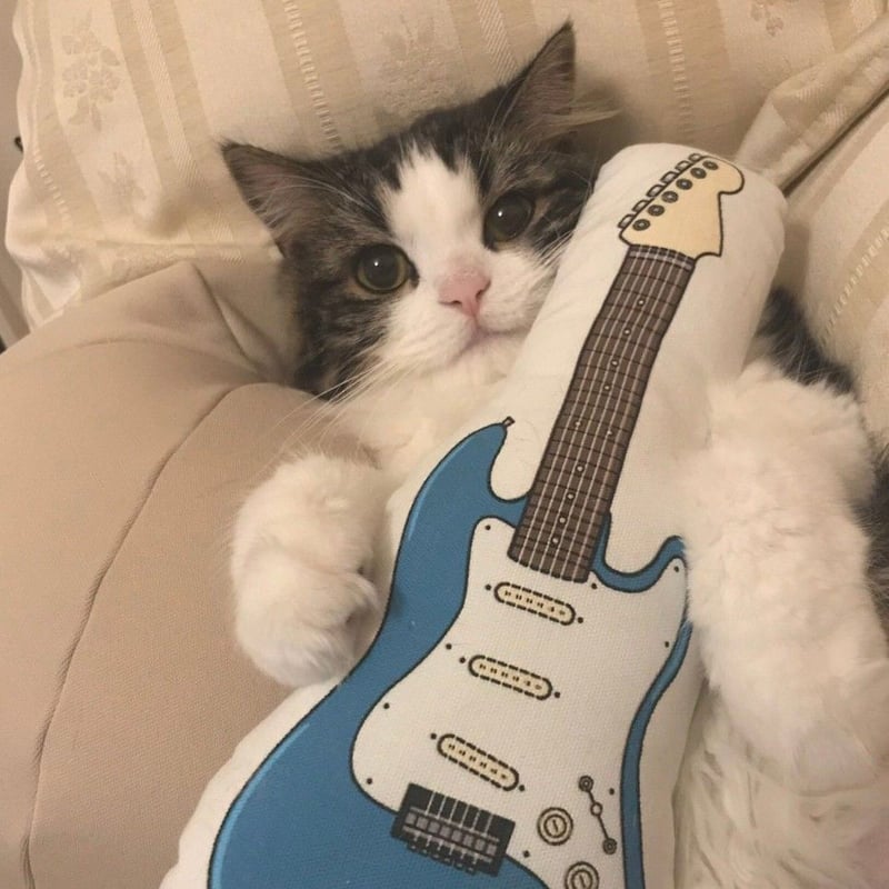 ギター cat KIKUTANI GC-NEKO ねこカポタスト 猫カポ アコースティックギター