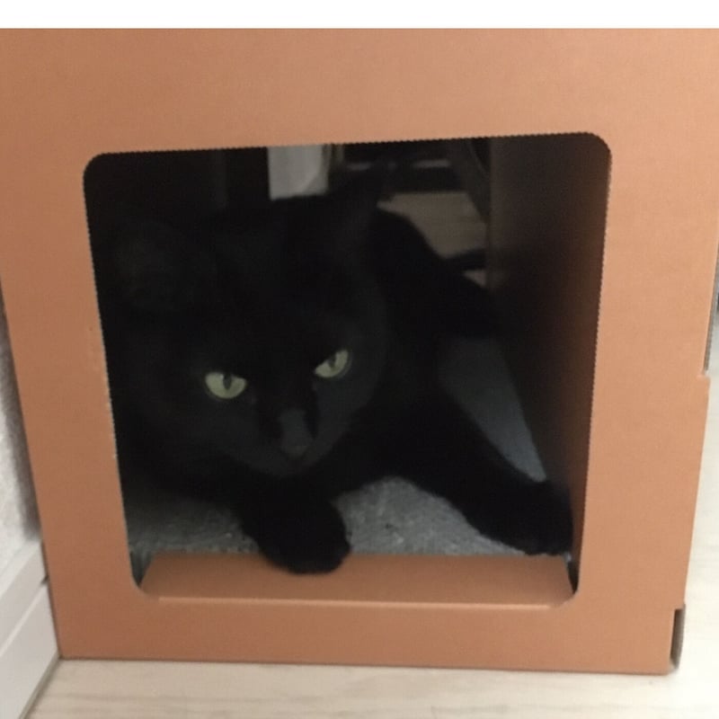 ゆきそら様お取置きレジンヘアゴム たたき込む 黒猫ちゃん 