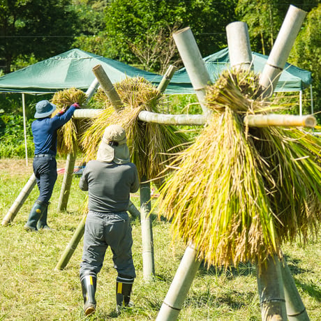 【新米 / マヌアで育ったヒノヒカリ】マヌピカリ 2025 1kg / 3kg
