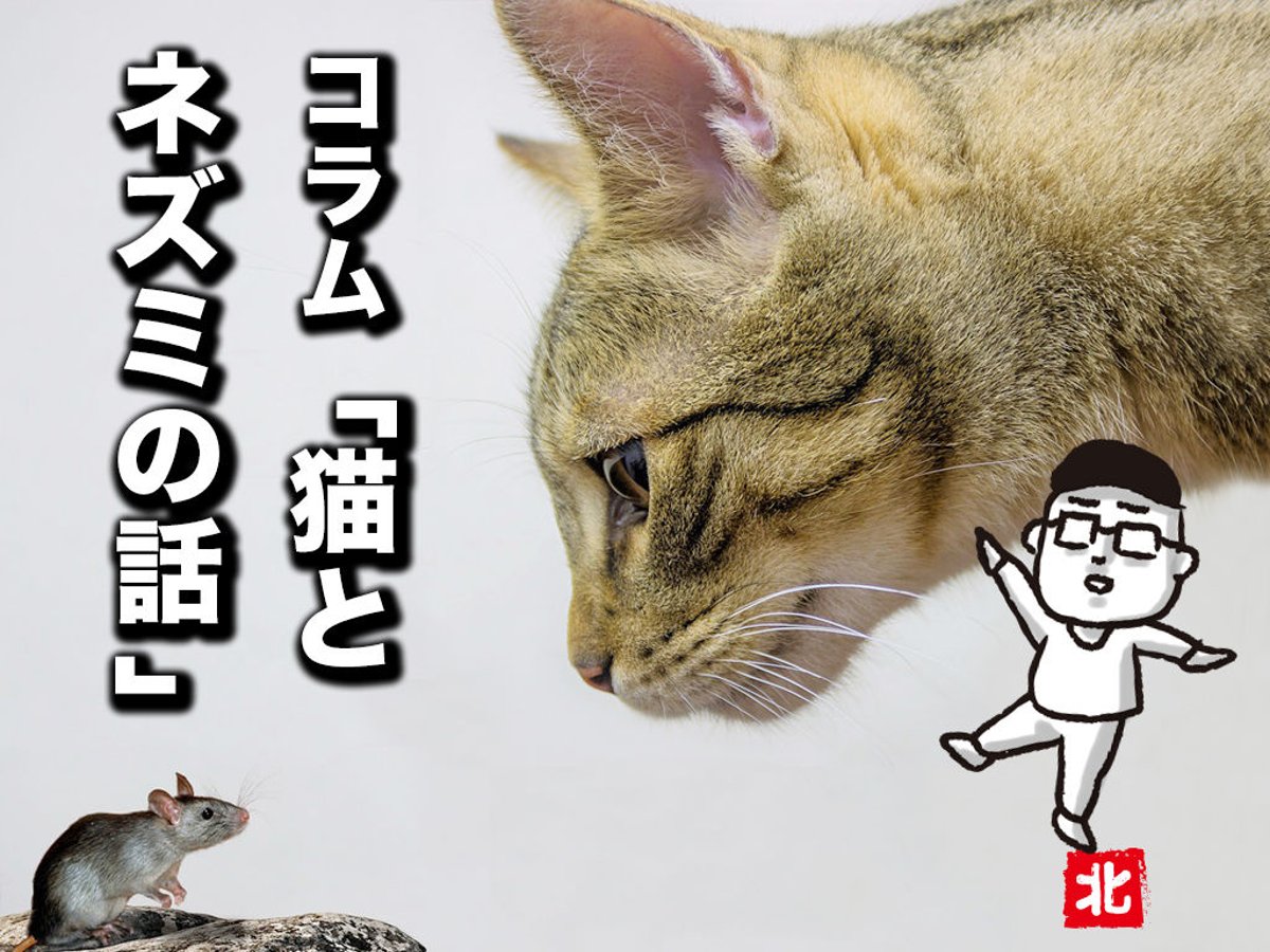 つぎはぎ猫★ねずみ大好き つぎはぎ猫☆ねずみ大好き つぎはぎ猫☆ねずみ大好き