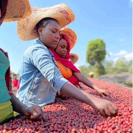 【送料無料/ドリップバッグプレゼント/深煎り】ニグセ・ゲメダ  100g×2