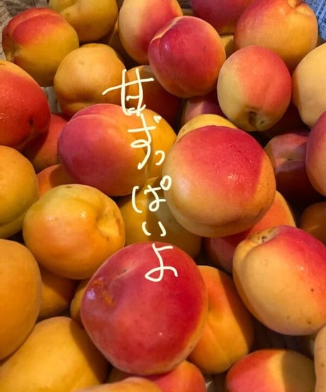 【7/4(土)発送】杏のタルト (ホール約15cm) ※クール便で発送