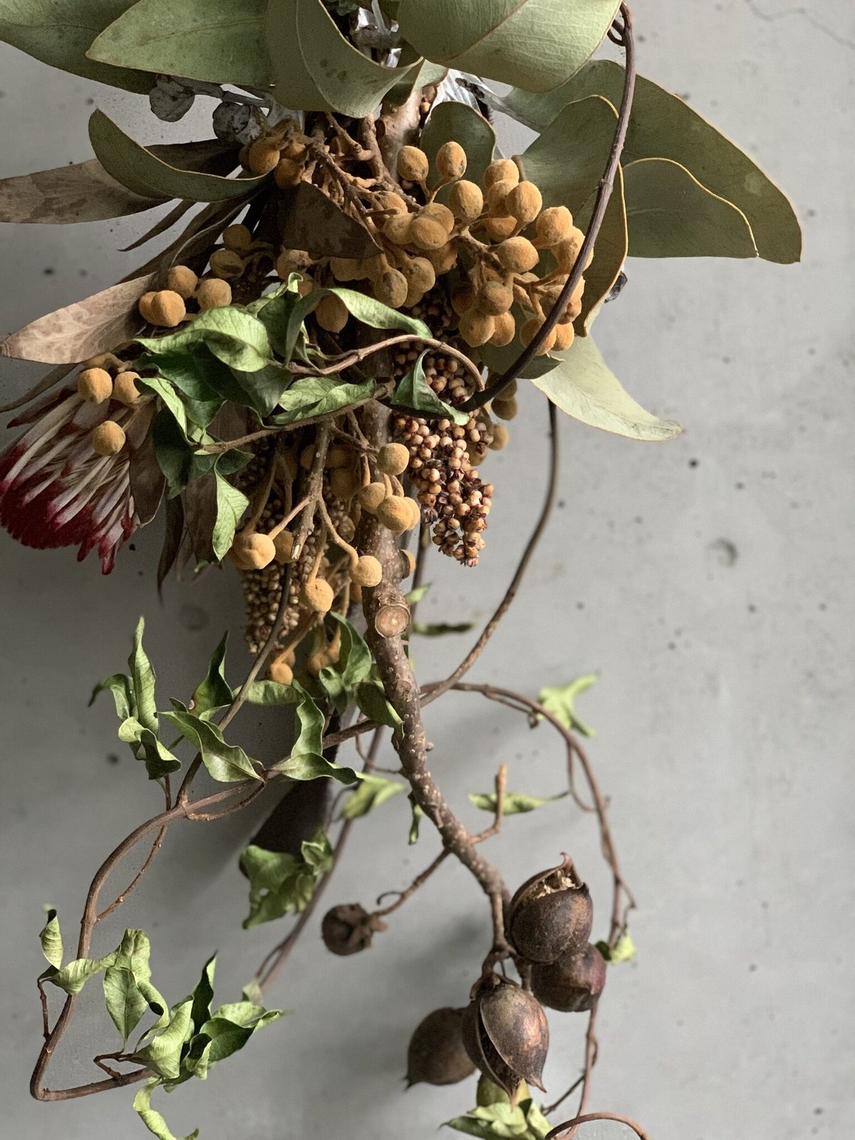 Dry flower］桐の実とプロテアのアートスワッグ | Atelier BRAZO