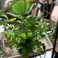 【定期便】インテリアグリーン6回分おまとめセット(送料込)
