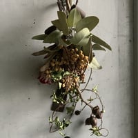 ［Dry flower］桐の実とプロテアのアートスワッグ