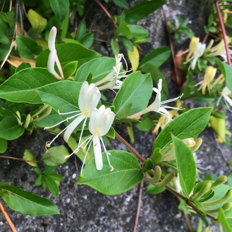オーダー品 スイカズラとつぶつぶ草 オーダー品 スイカズラとつぶつぶ草