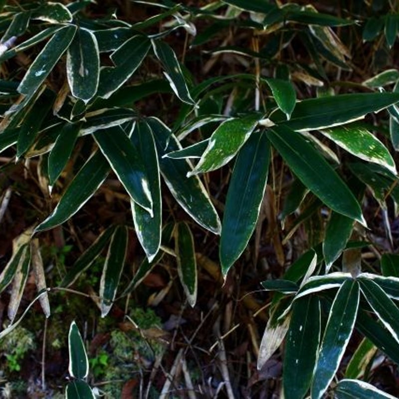 熊笹 14日用 | 薬学博士が選ぶ 野草茶 薬草茶 。博士のお茶研究所