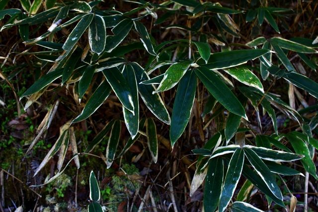 熊笹 14日用 | 薬学博士が選ぶ 野草茶 薬草茶 。博士のお茶研究所