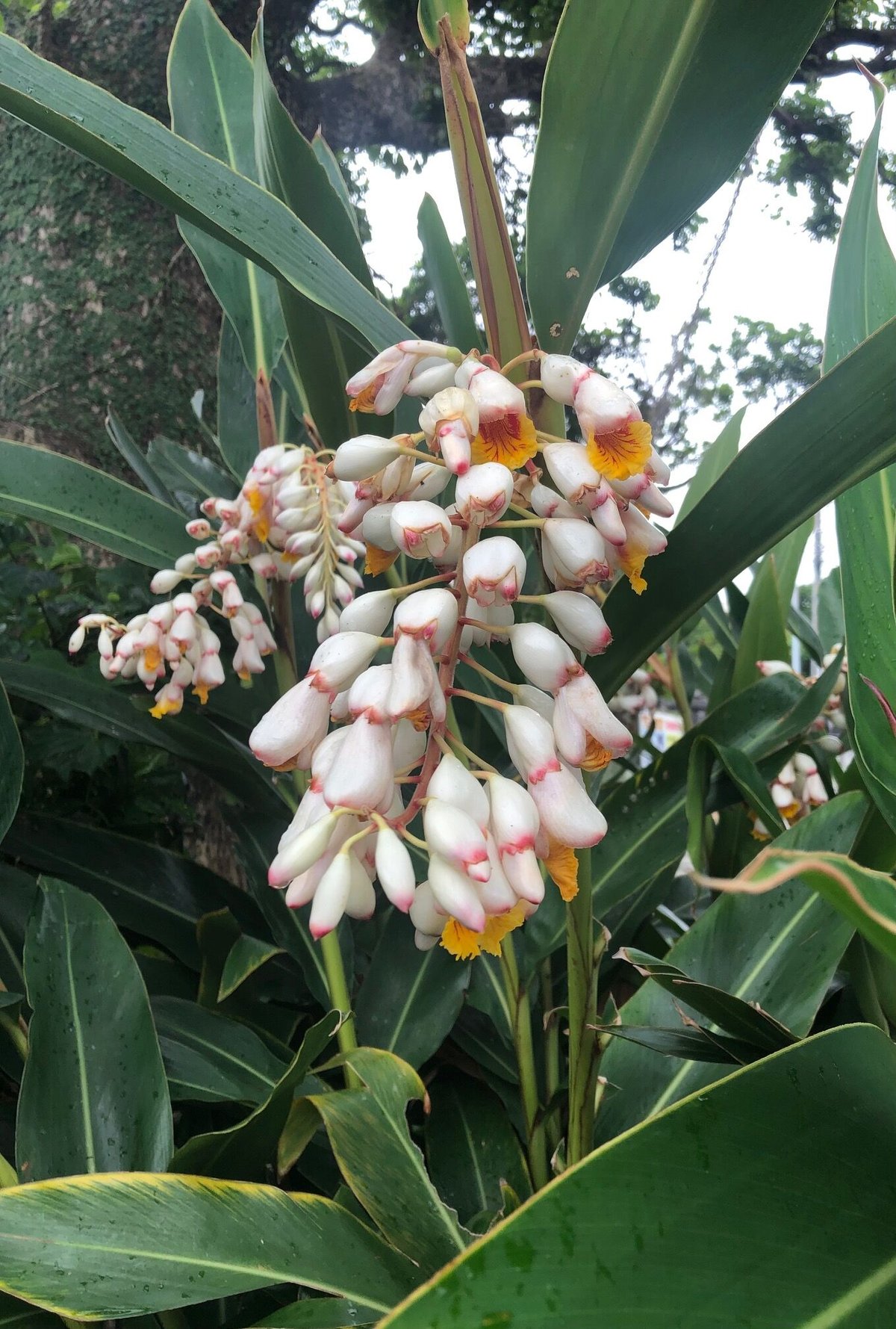 しま月桃水100％ 300ml | サラシア沖縄