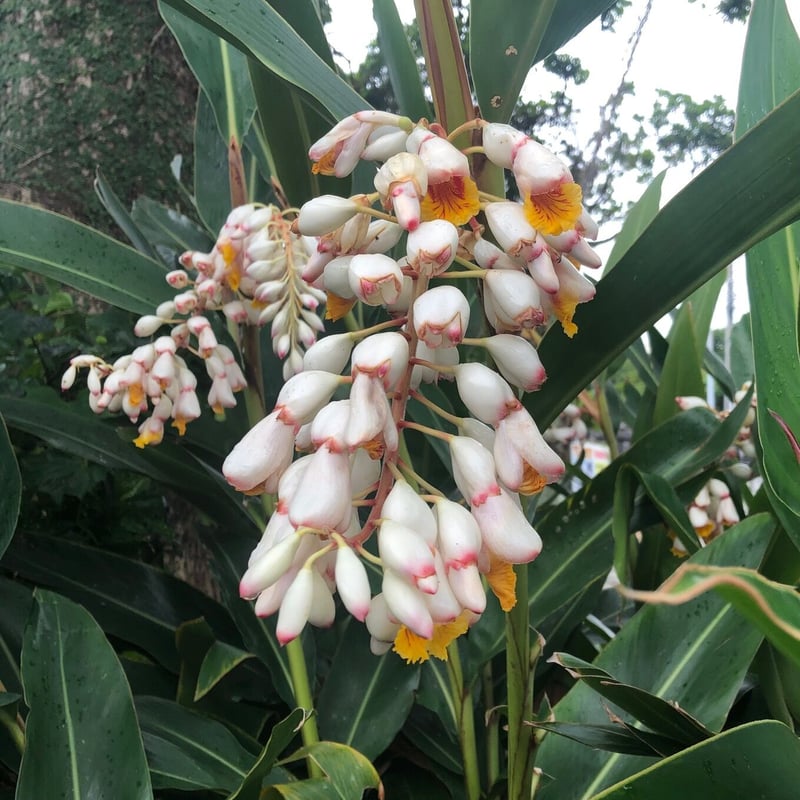 月桃ローション 400ml | サラシア沖縄