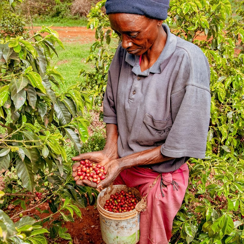 ケニア】ジューシーニエリ 浅煎り | TAKERU COFFEE
