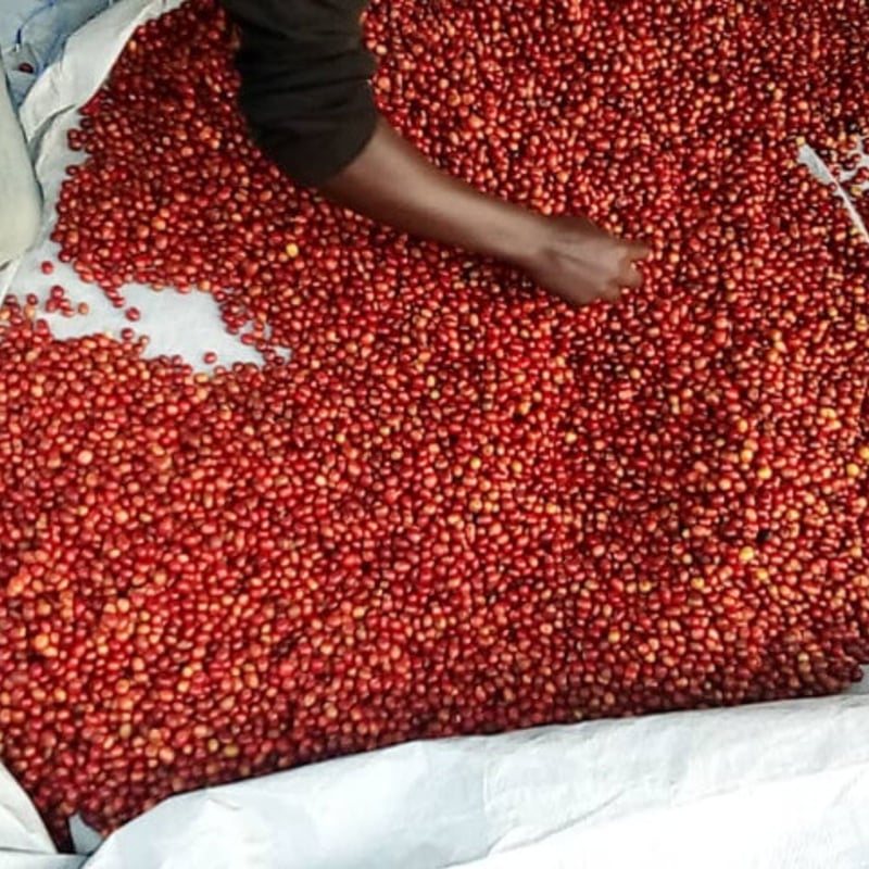 【えもんさん専用】　ルビーレッド 7/18（金）発売！MIZUNO FOOTBALL『MONARCIDA NEO 3』 | フットサル