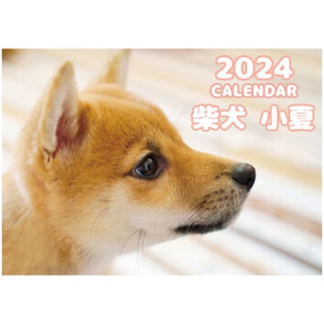 【予約販売】 柴犬 小夏 2024年 壁掛け カレンダー KK24105