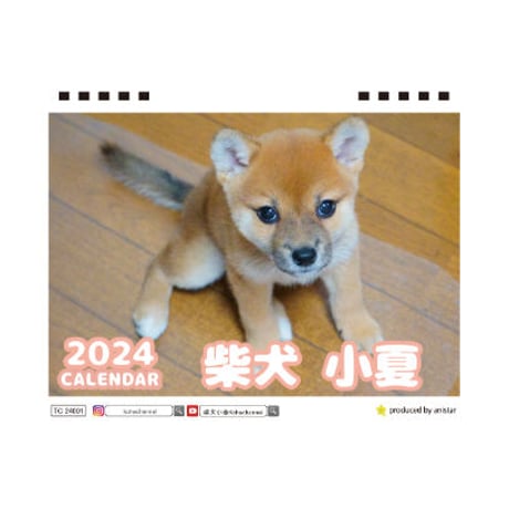 【予約販売】 柴犬 小夏 2024年 卓上 カレンダー TC24106