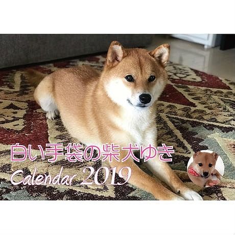 残りわずか【送料無料】2019年　柴犬ゆき　壁掛けカレンダー