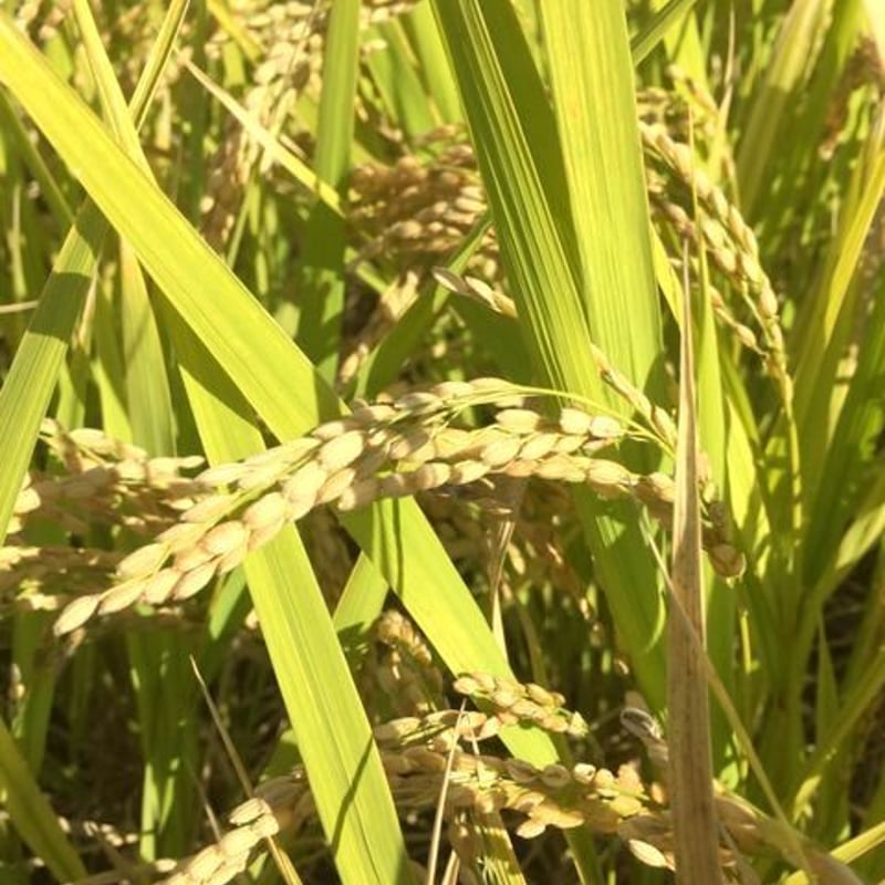 自然栽培米 ヒノヒカリ２０ｋｇ 2023年度産 | うかのわ OnlineShop