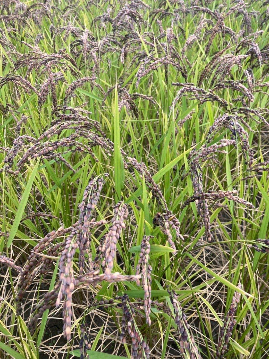自然栽培緑米(もち米)5kg | うかのわ OnlineShop 自然栽培緑米(もち米)5kg | うかのわ OnlineShop