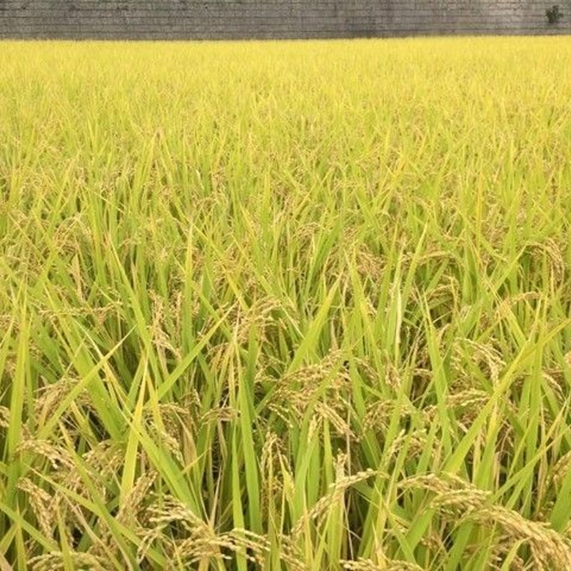 自然栽培米 ヒノヒカリ１５ｋｇ 2023年度産 | うかのわ OnlineShop