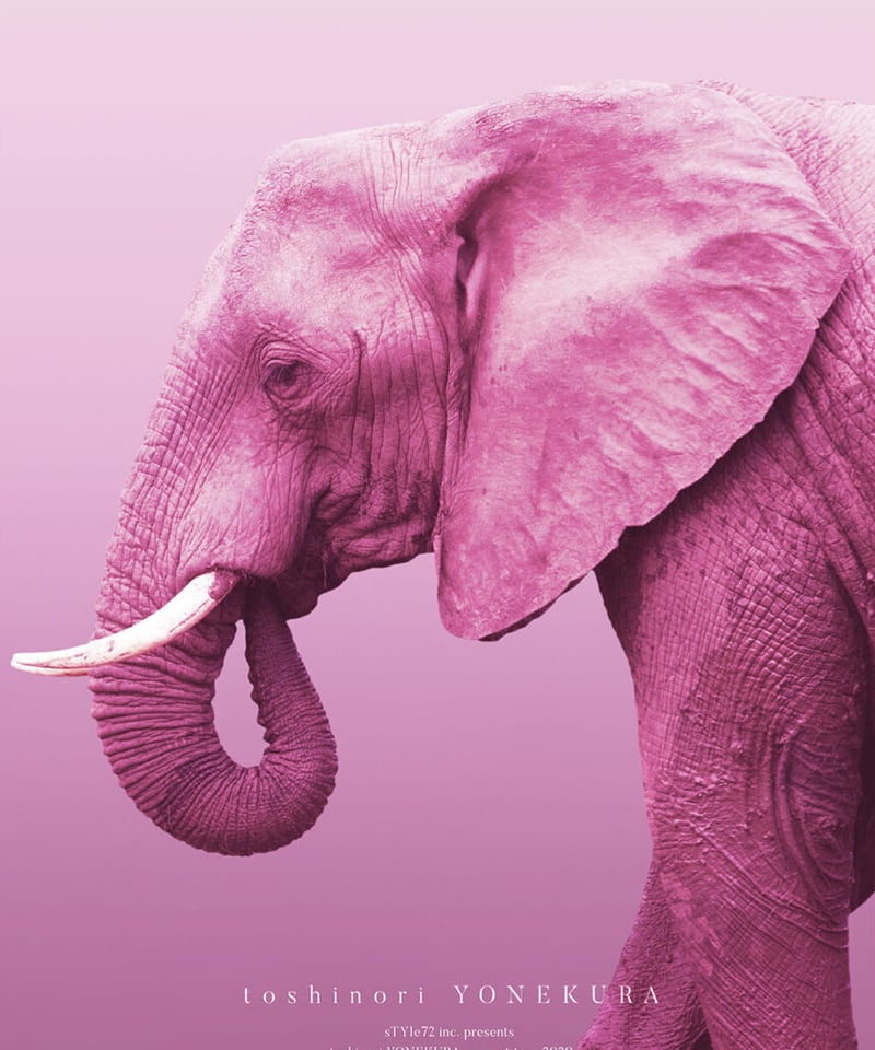 LIVE DVD 【原画】Pink elephant【アクリル 手描き アナログ】