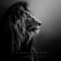 LIVE DVD "black LION"