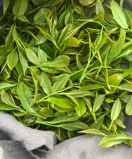草花の会オンライン講座　　暮らしの中のお茶づくり