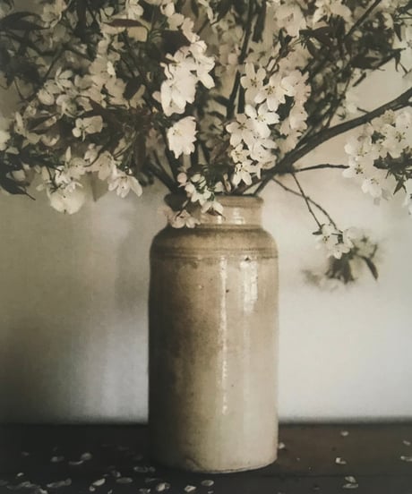 ＼NEW／季節の葉書　山桜