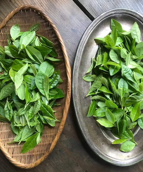 草花の会オンライン講座　　暮らしの中のお茶づくり