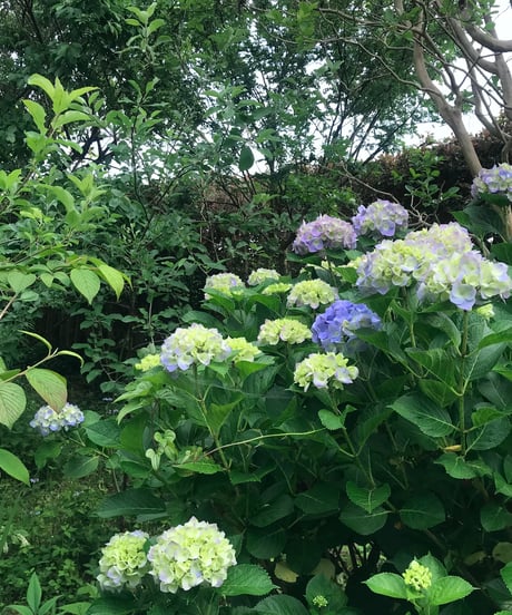 ＼NEW／季節の葉書セット　初夏　紫陽花と白い花々