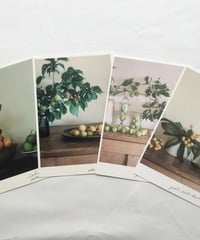 ＼NEW／季節の葉書セット　初夏　梅と枇杷