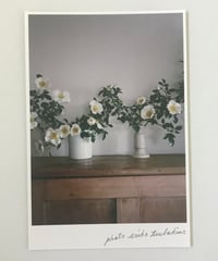 季節の葉書　白い薔薇