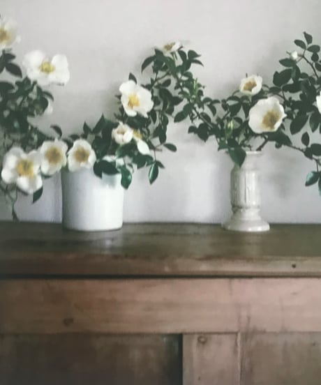 季節の葉書　白い薔薇