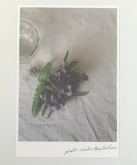 季節の葉書 すみれ