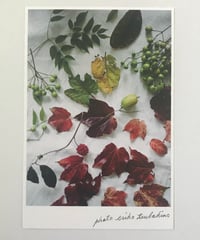 ＼NEW／季節の葉書　紅葉(こうよう)