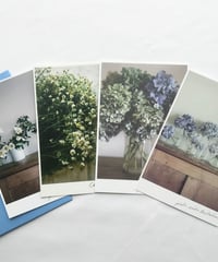 ＼NEW／季節の葉書セット　初夏　紫陽花と白い花々