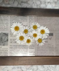 花白もか／額装押し花