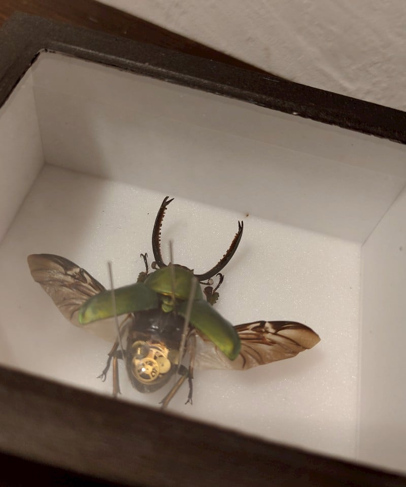 うつせみ標本屋／機械仕掛けの昆虫標本(パプアキンイロクワガタ) | 箱