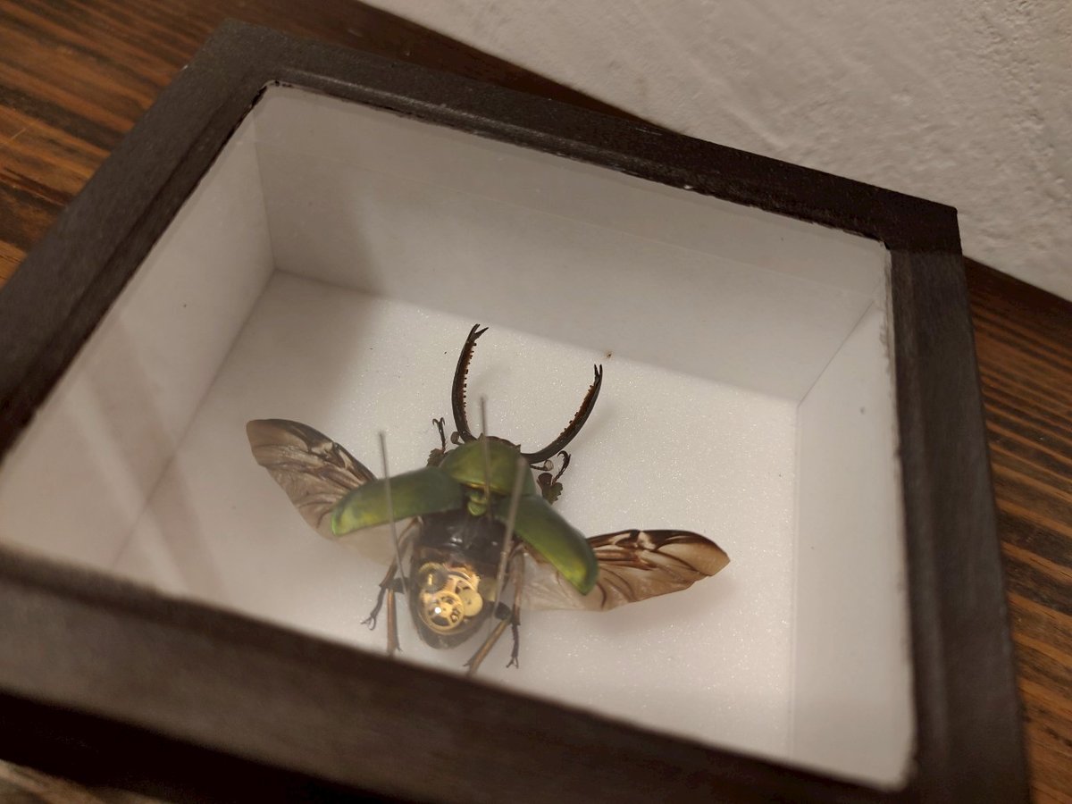 【標本】アエネアキンイロクワガタ 昆虫標本 標本】アエネアキンイロクワガタ 昆虫標本 標本】アエネア