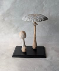 ururi／オオシロカラカサタケ