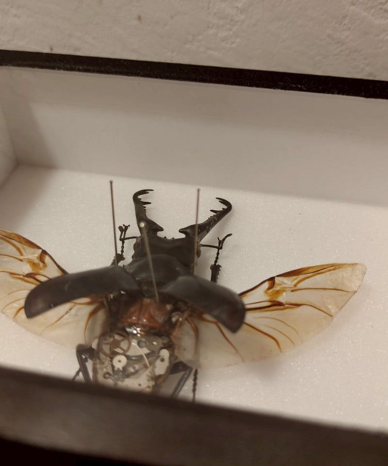 【昆虫標本】ギラファノコギリクワガタ　ガラスケース入り 昆虫標本】ギラファノコギリクワガタ ガラスケース入り｜Yahoo