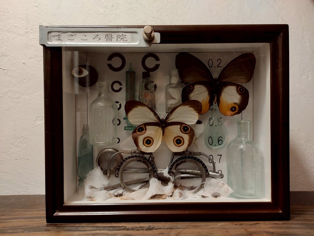 うつせみ標本屋／-眼科- | 箱の中のお店・公式通販