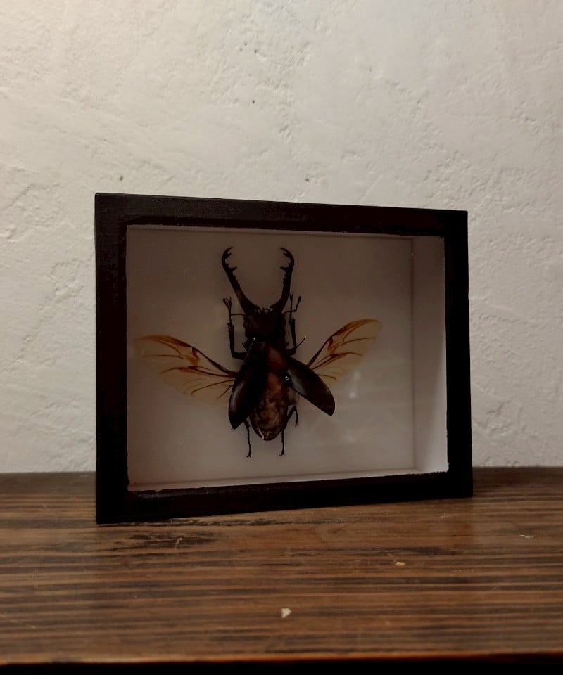うつせみ標本屋／機械仕掛けの昆虫標本(ギラファノコギリクワガタ