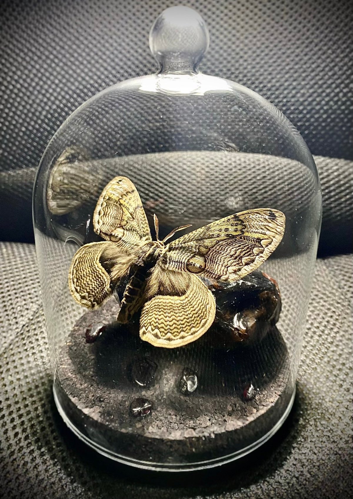 珍品！　冬虫夏草　セミ　昆虫標本　漢方　鉱物　隕石　呪物　根付　出土　人体標本 冬虫夏草標本 珍品！ 冬虫夏草 セミ 昆虫標本 漢方 鉱物 隕石