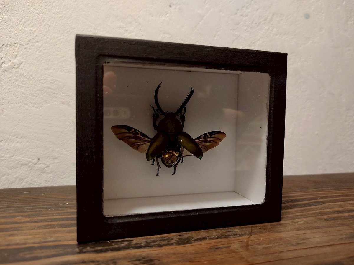 パプアキンイロクワガタ標本セット ☆パプアキンイロクワガタ標本箱セット☆ - INSECT ULTIMA