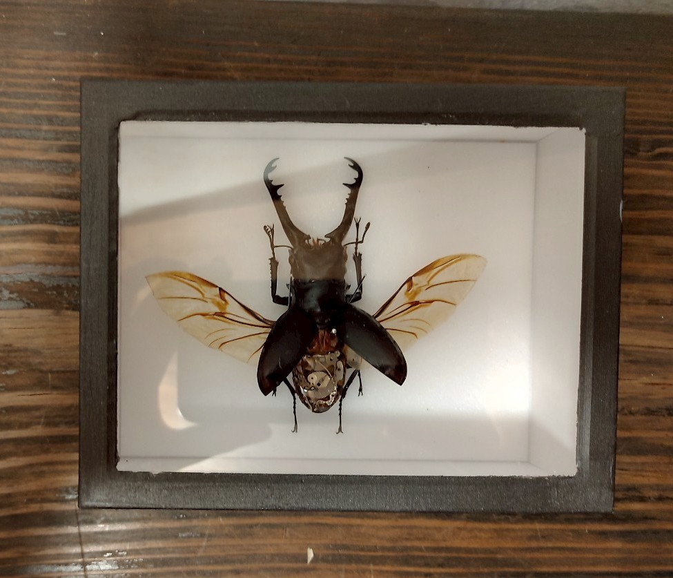 ギラファノコギリクワガタ 標本 楽天市場】昆虫標本 ギラファノコギリクワガタ 桐箱20.5×15.5cm