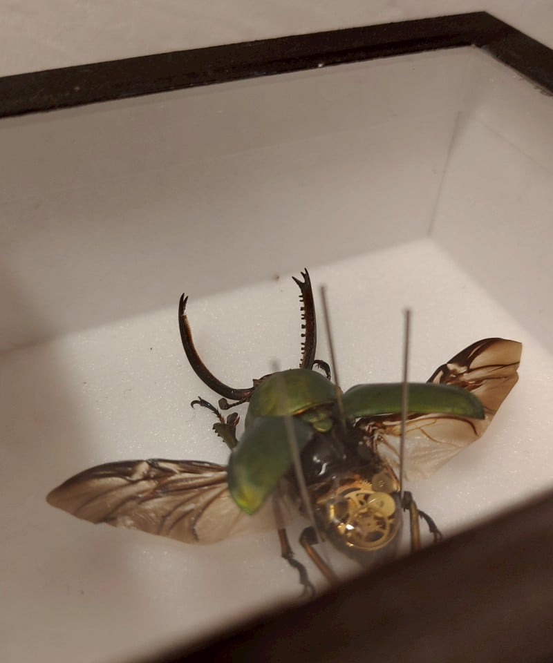 パプアキンイロクワガタ標本セット うつせみ標本屋／機械仕掛けの昆虫標本(パプアキンイロクワガタ