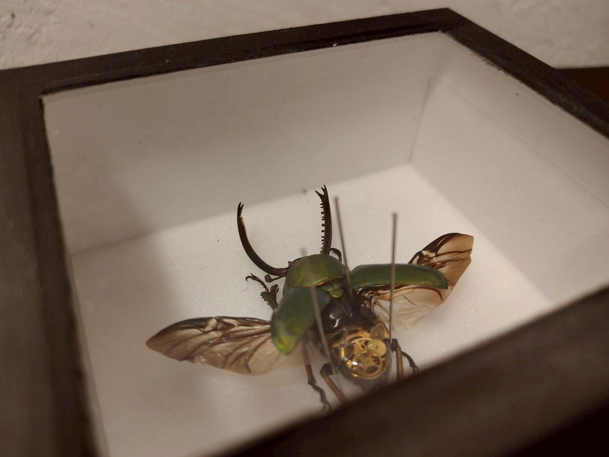 【コエポン】お取り置き品 昆虫標本 4570027063860_1.jpg