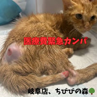 事故などで負傷した猫たち・医療費緊急カンパのお願い　ブロマイド