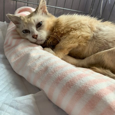月々1000円　りんご猫　足長おじさん定期サポーター